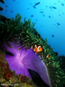 Anemone in current at 'Tokong Laut' in the Perhentian Isl... by Brian Mayes 